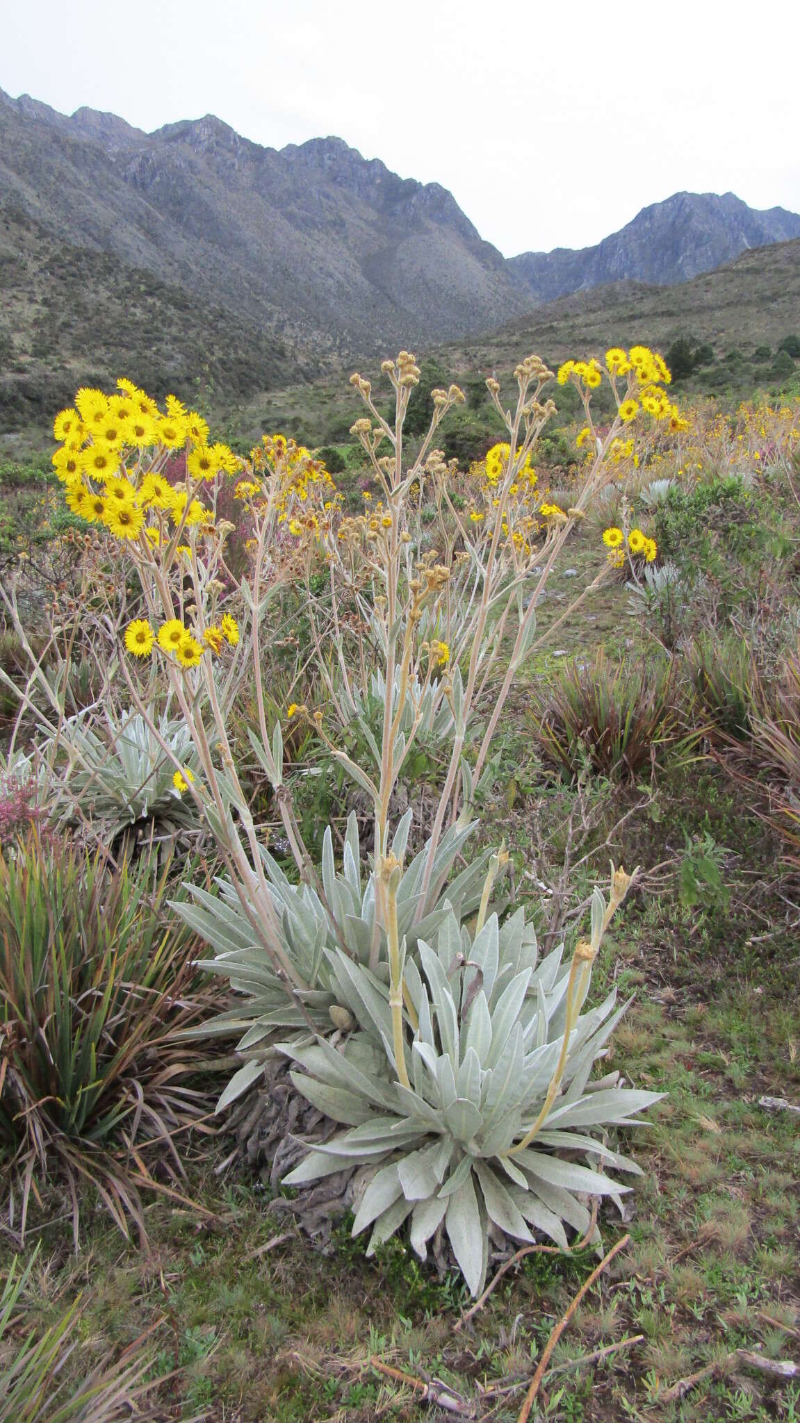 Image of Espeletia schultzii Wedd.