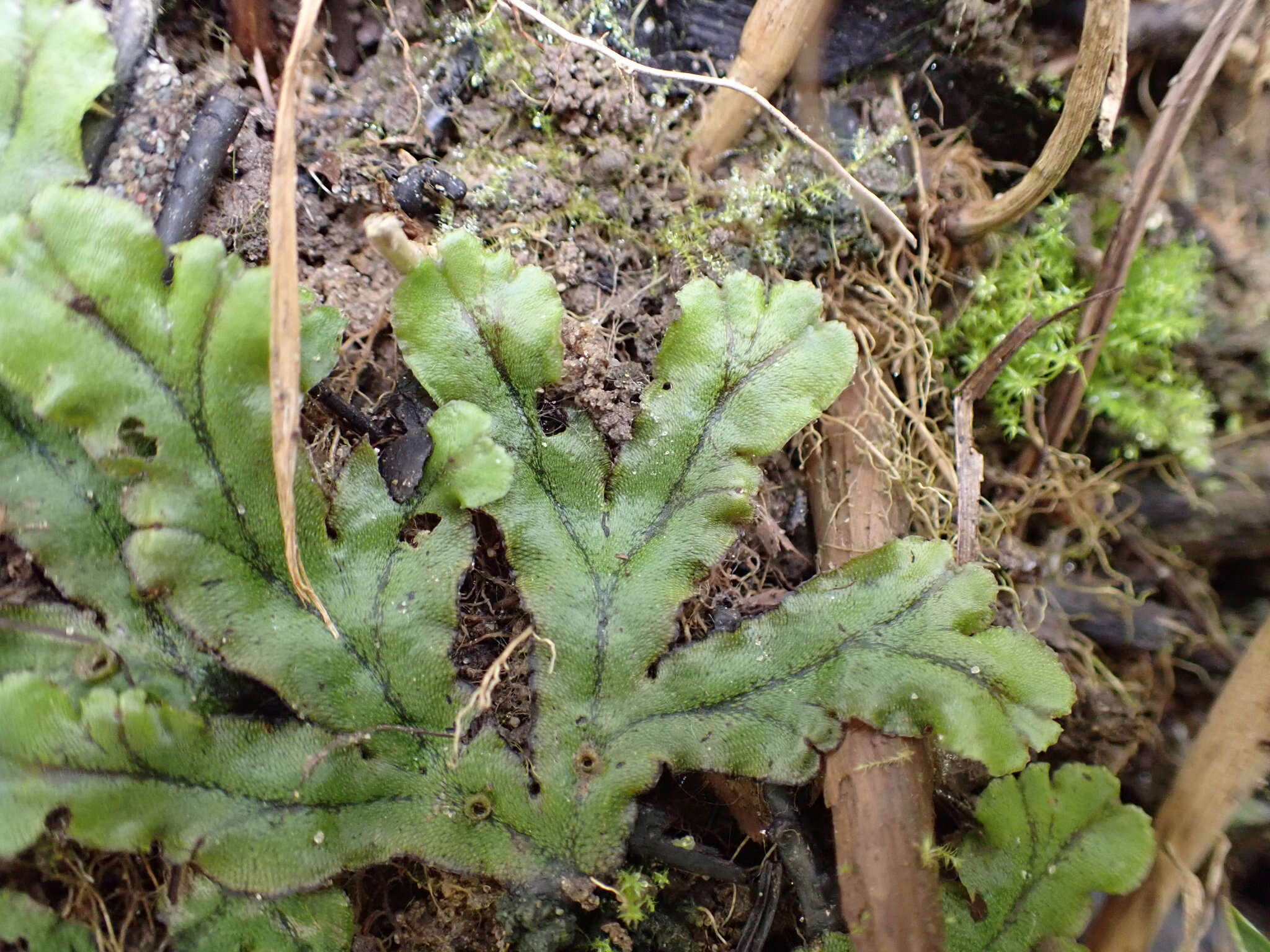 Image of Marchantia polymorpha subsp. polymorpha L.