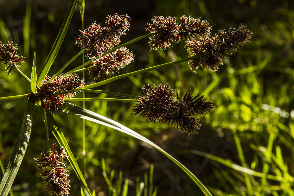 Слика од Cyperus lucidus R. Br.