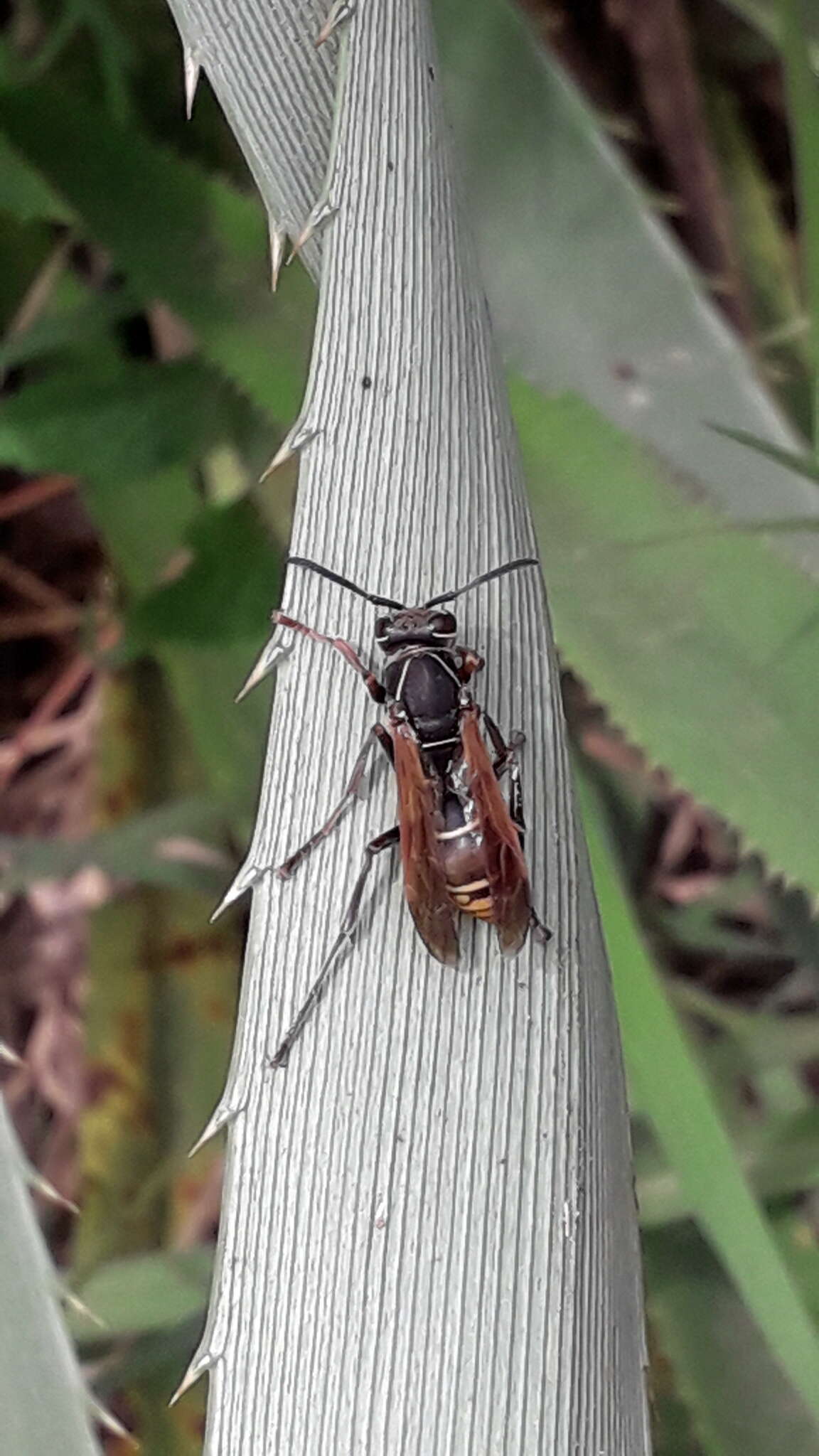 Image of Polistes cinerascens de Saussure 1854