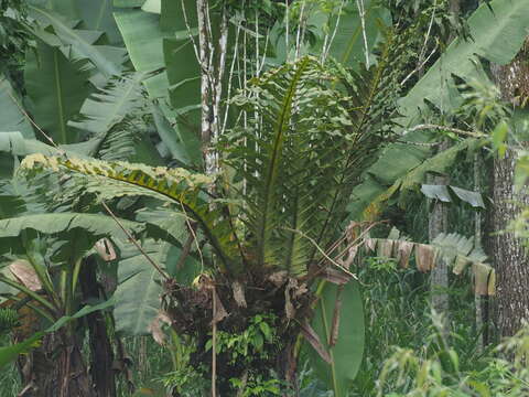 Plancia ëd Aglaomorpha heraclea (Kunze) Copel.