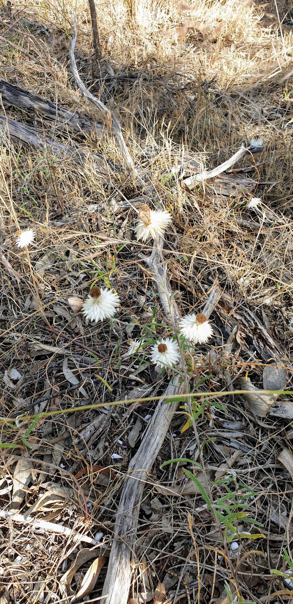 Слика од Helichrysum leucopsideum DC.