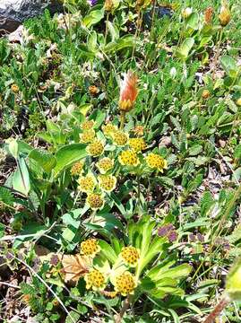 Image of Bupleurum triradiatum Adams ex Hoffm.