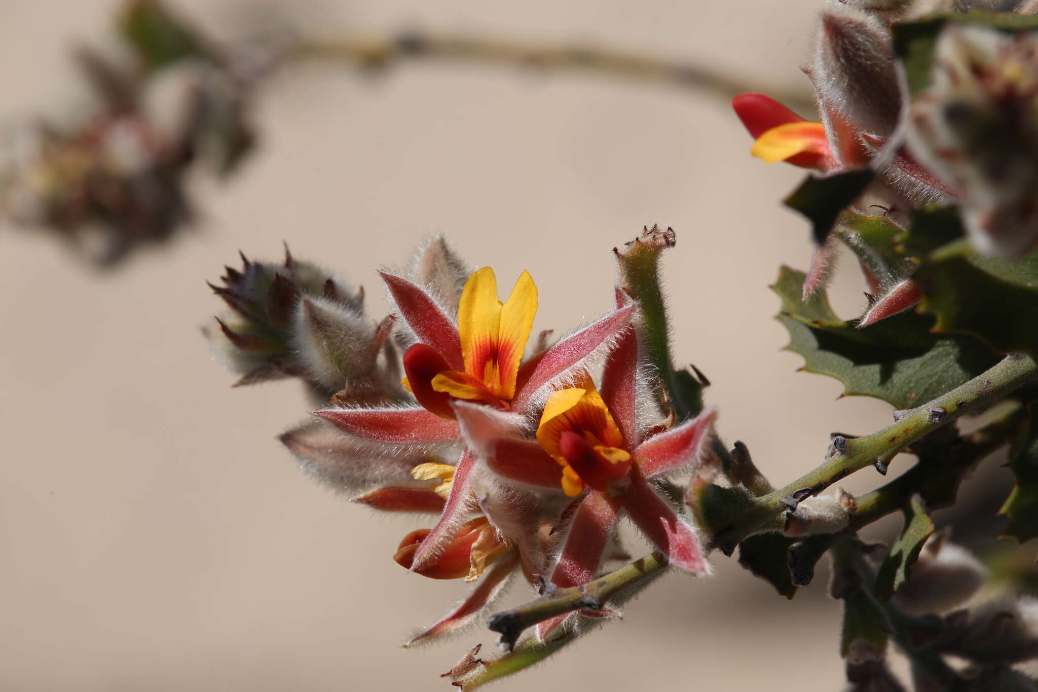 Image of Jacksonia floribunda Endl.