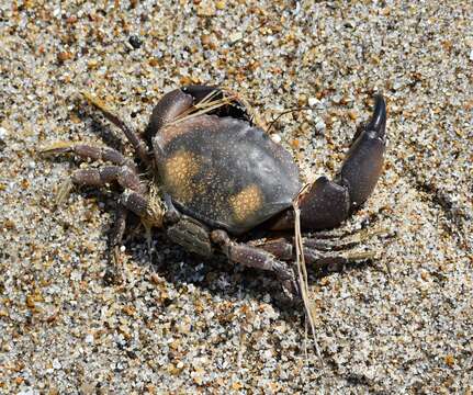 Image of Gulf stone crab