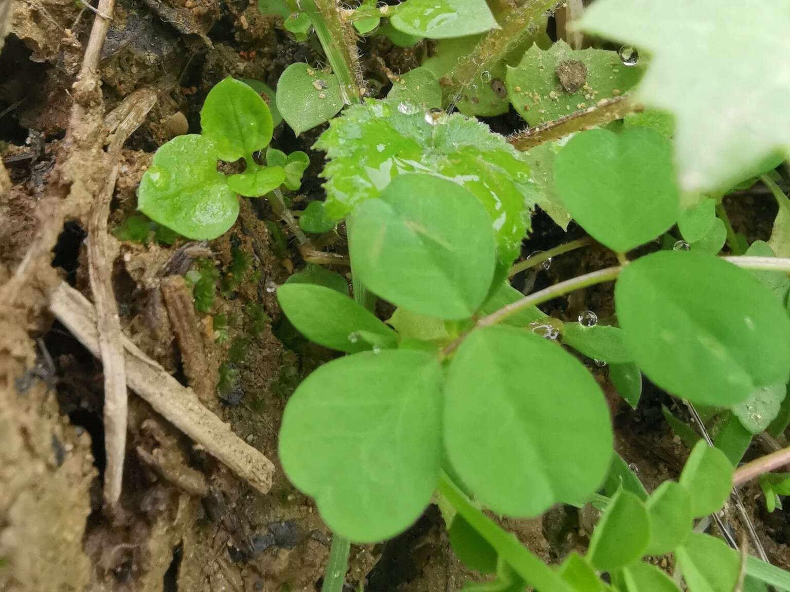 Sivun Astragalus sinicus L. kuva