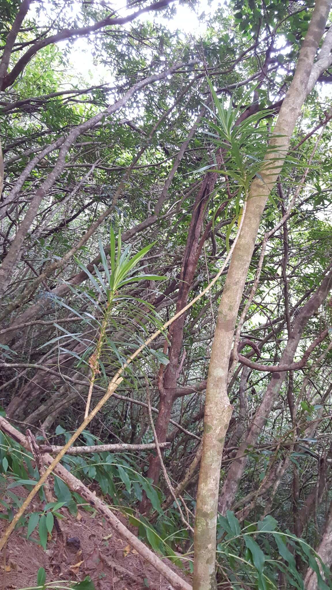 Plancia ëd Dracaena reflexa var. angustifolia Baker