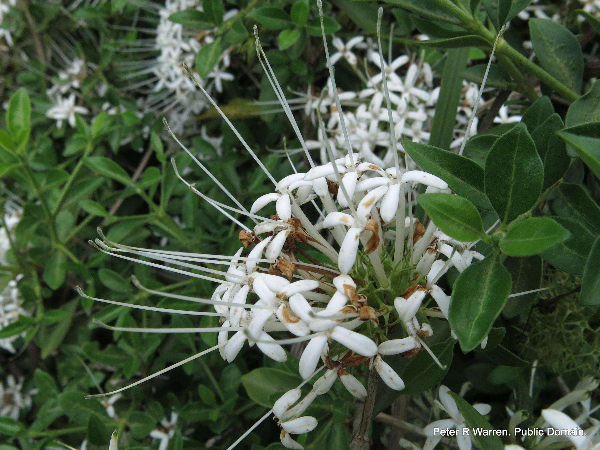 Image of Pavetta gracilifolia Bremek.