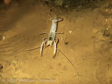 Image of Shelta Cave Crayfish