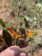 صورة Eremophila decipiens subsp. decipiens