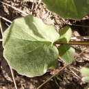 Image of Valeriana ficariifolia Boiss.