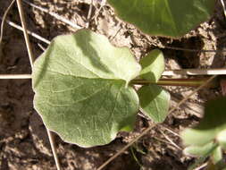 Image of Valeriana ficariifolia Boiss.