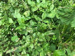 Image of Japanese honewort