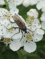 Image of Empis tessellata Fabricius 1794