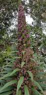 Echium pininana Webb & Berth.的圖片