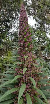 Imagem de Echium pininana Webb & Berth.