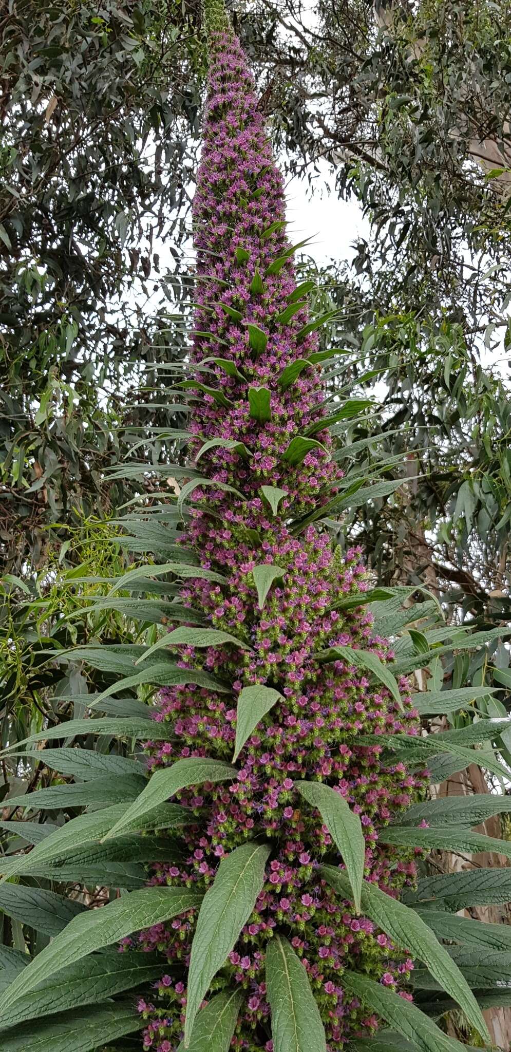 Plancia ëd Echium pininana Webb & Berth.