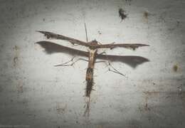 Image of Lantana plume moth