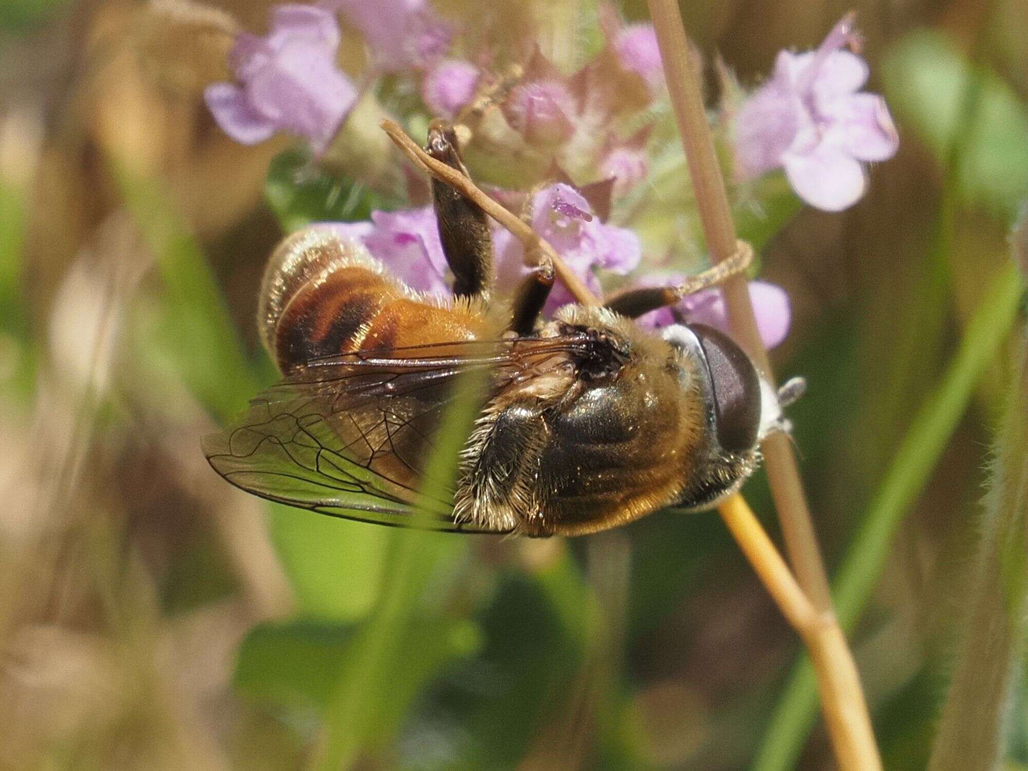 Imagem de Merodon albifrons Meigen 1822