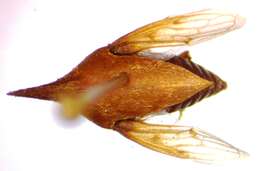 Image of Guayaquila emarginata Dietrich