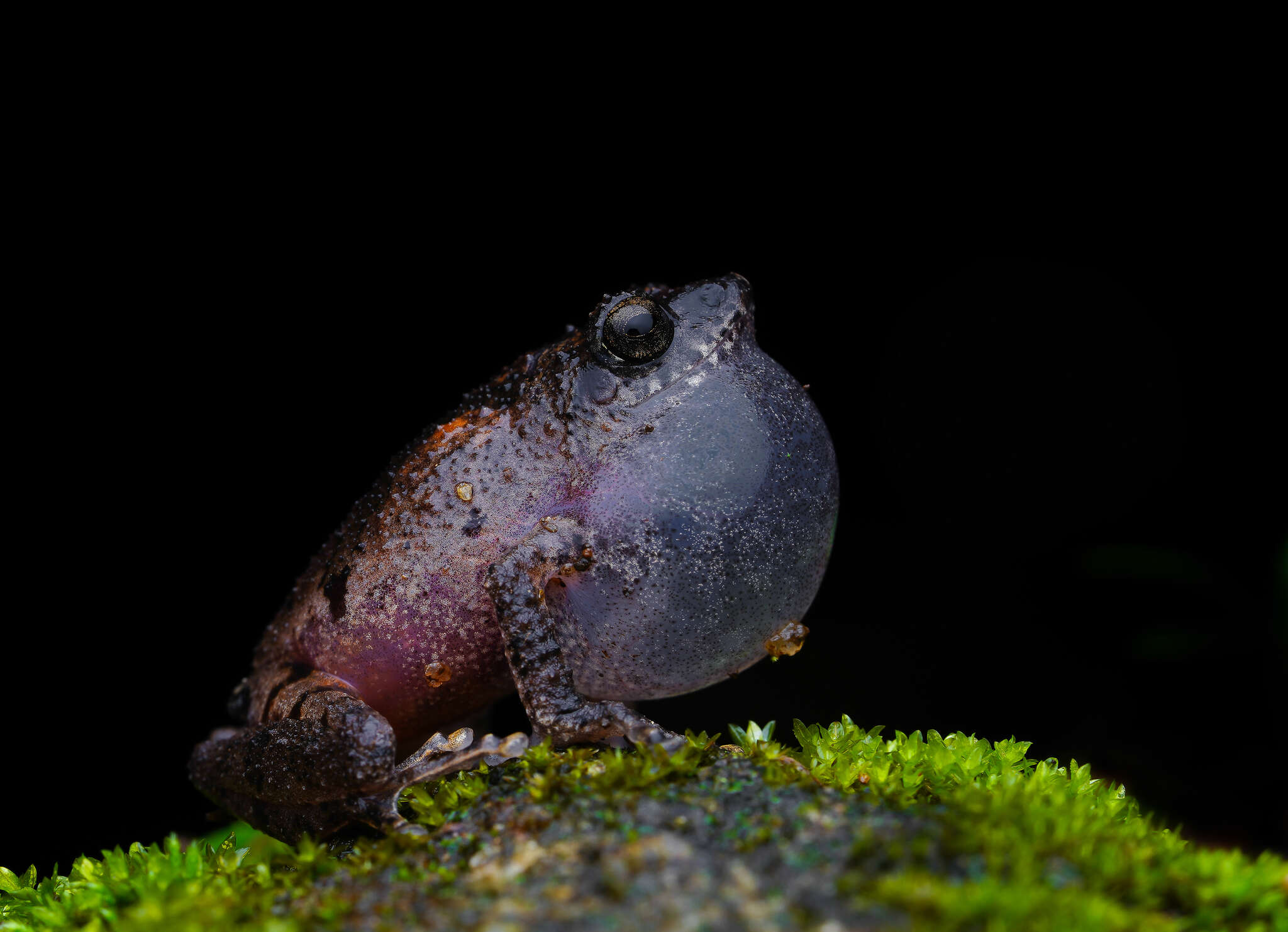 Image of Raorchestes griet (Bossuyt 2002)