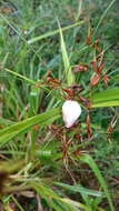 Image of Testicularia