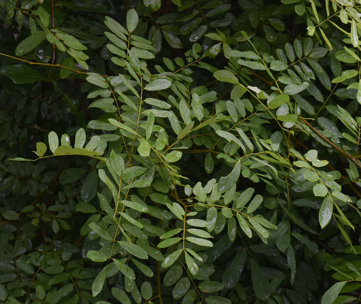 Plancia ëd Austrosteenisia stipularis (C. T. White) Jessup