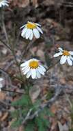 Слика од Tanacetum corymbosum subsp. corymbosum