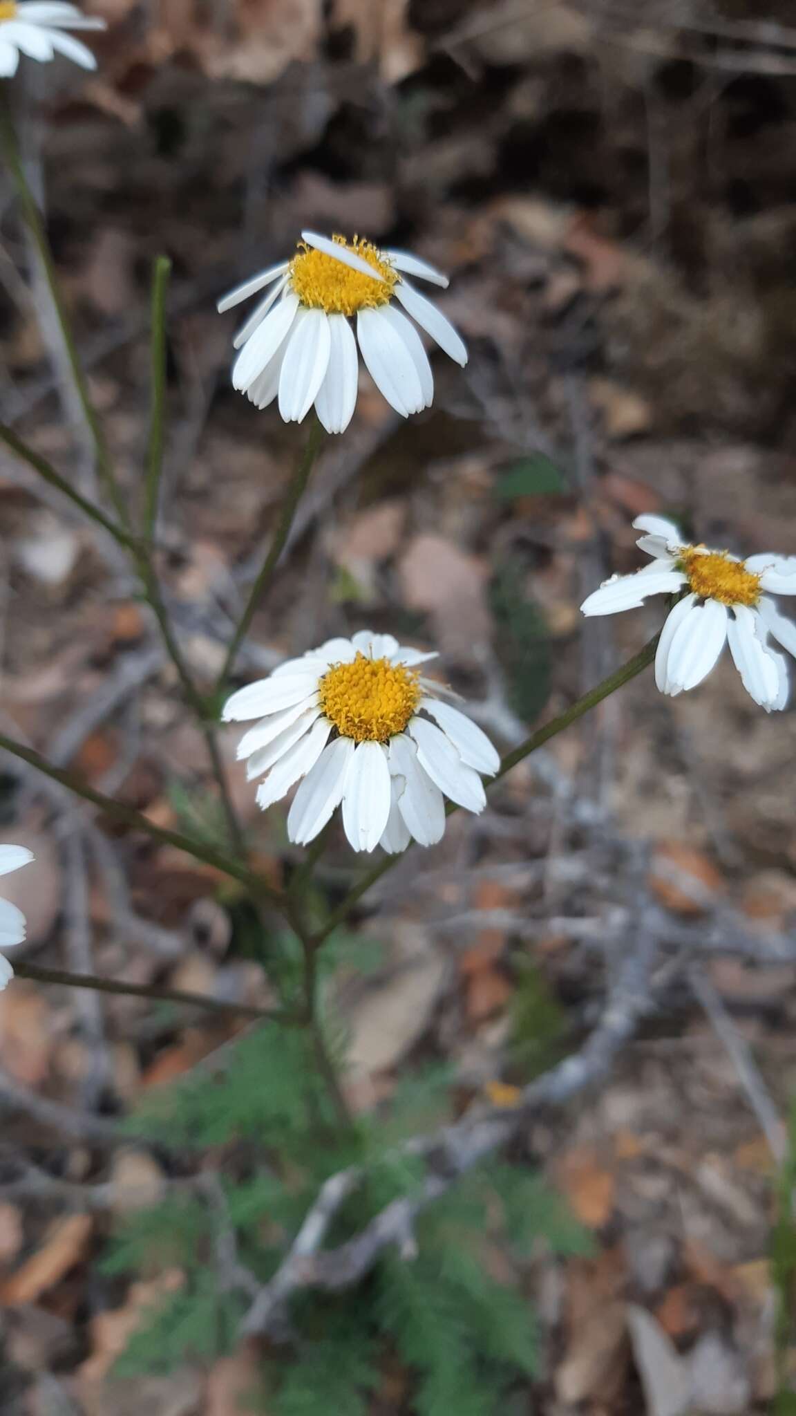 Image of Tanacetum corymbosum subsp. corymbosum