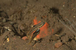 Image of Twostripe goby