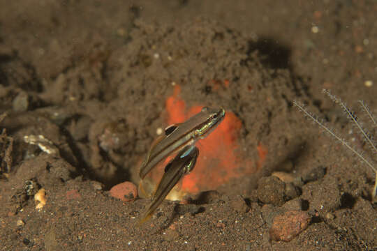 Image of Twostripe goby