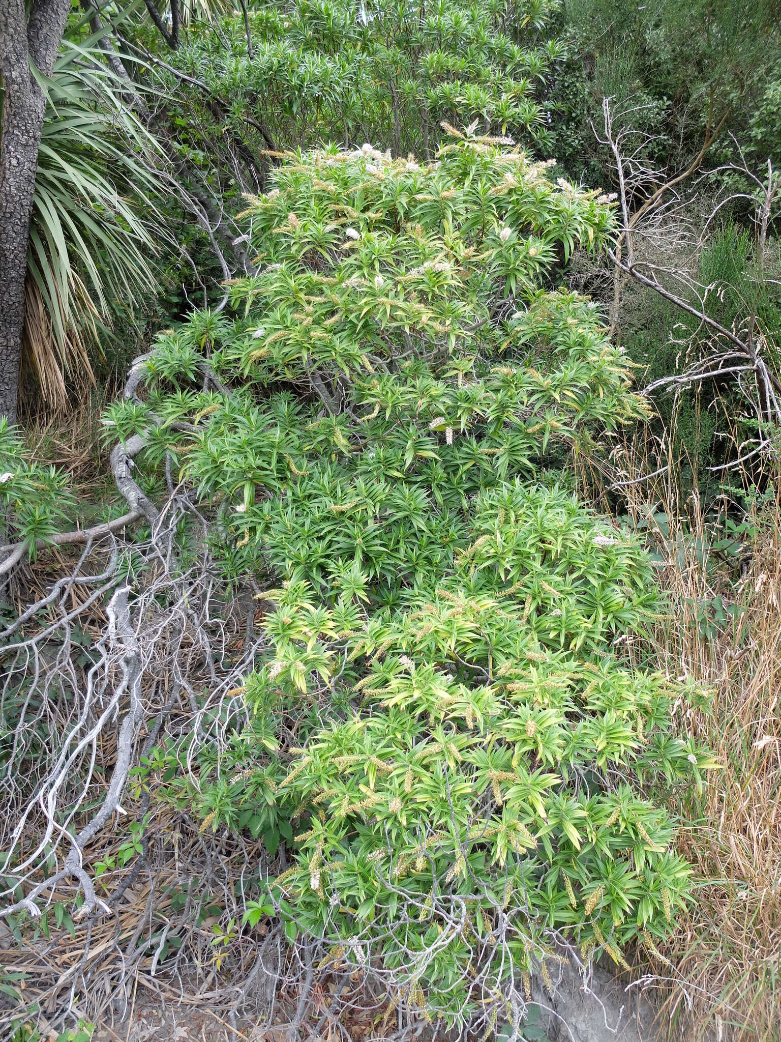 Image de Veronica salicifolia G. Forster