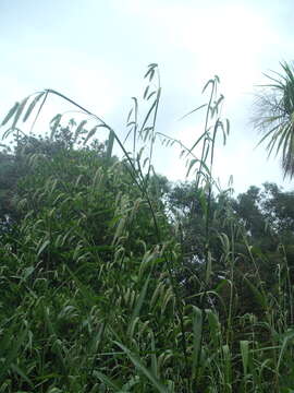 Image of Uruguayan fountaingrass