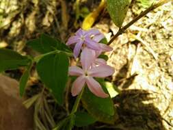 Pseuderanthemum heterophyllum (Nees) Radlk. resmi