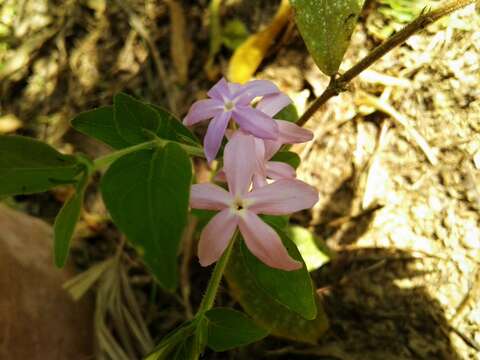 Imagem de Pseuderanthemum heterophyllum (Nees) Radlk.