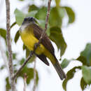 Image of Sulphury Flycatcher