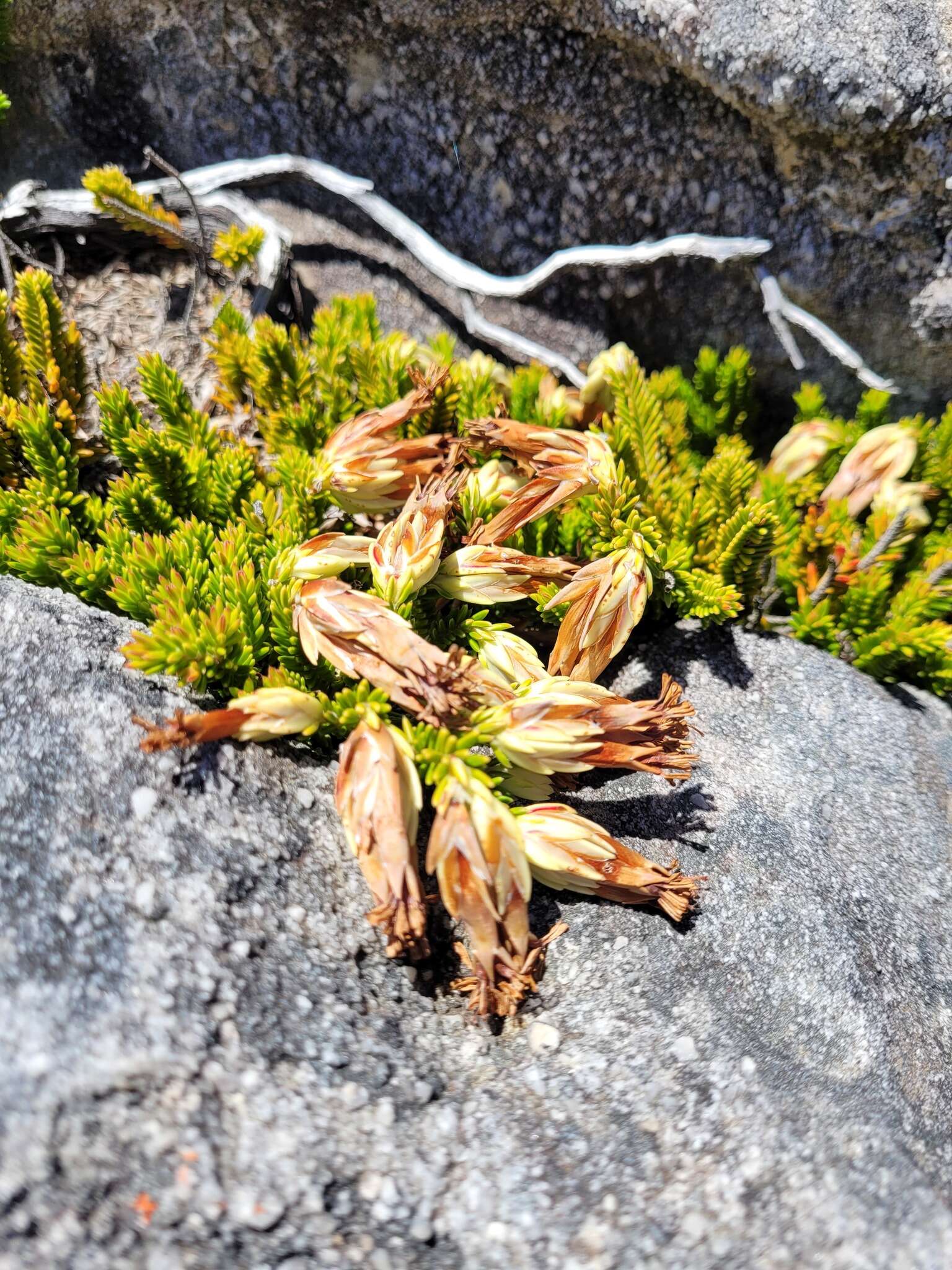 Image of Red Tutu Heath