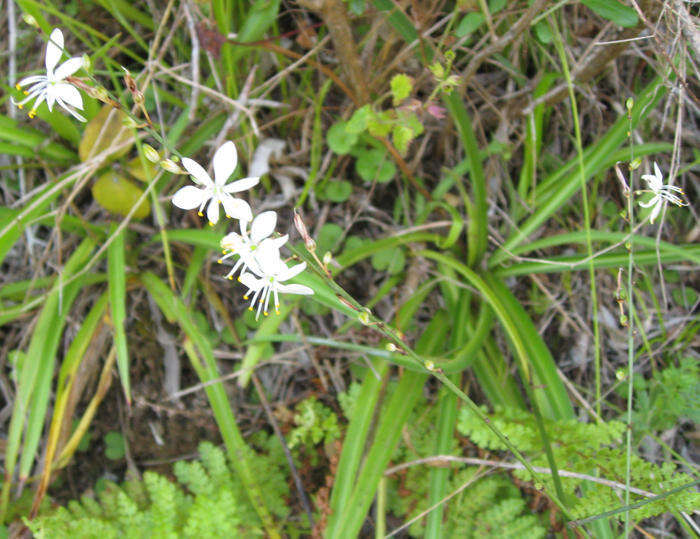 Plancia ëd Chlorophytum comosum (Thunb.) Jacques