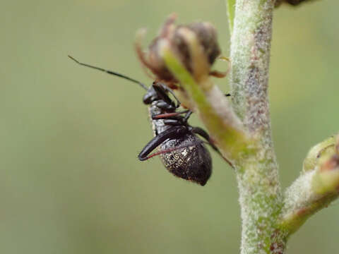 Image of Plant bug