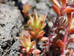 صورة Sedum stenopetalum subsp. stenopetalum