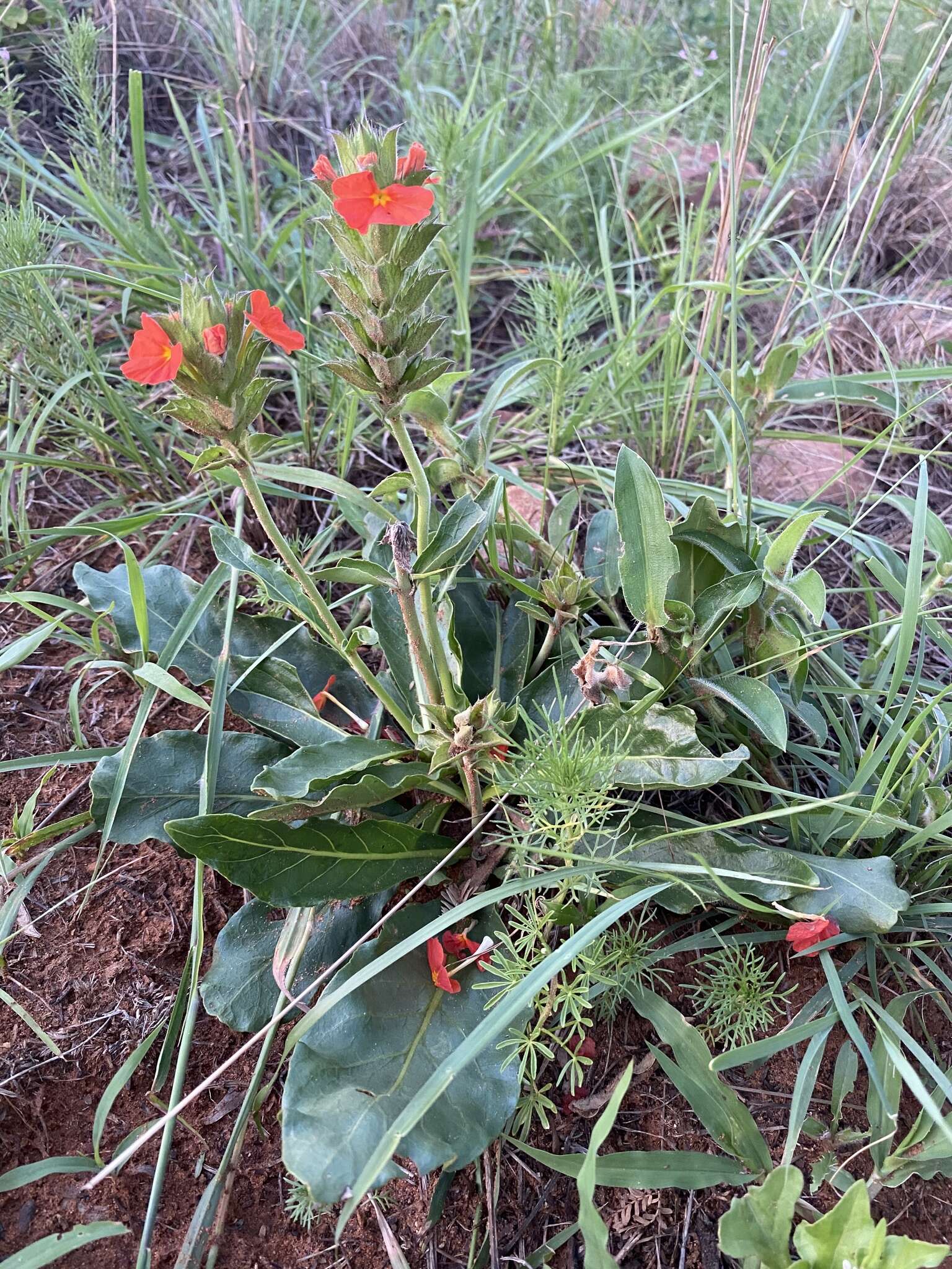 Image of Crossandra greenstockii S. Moore