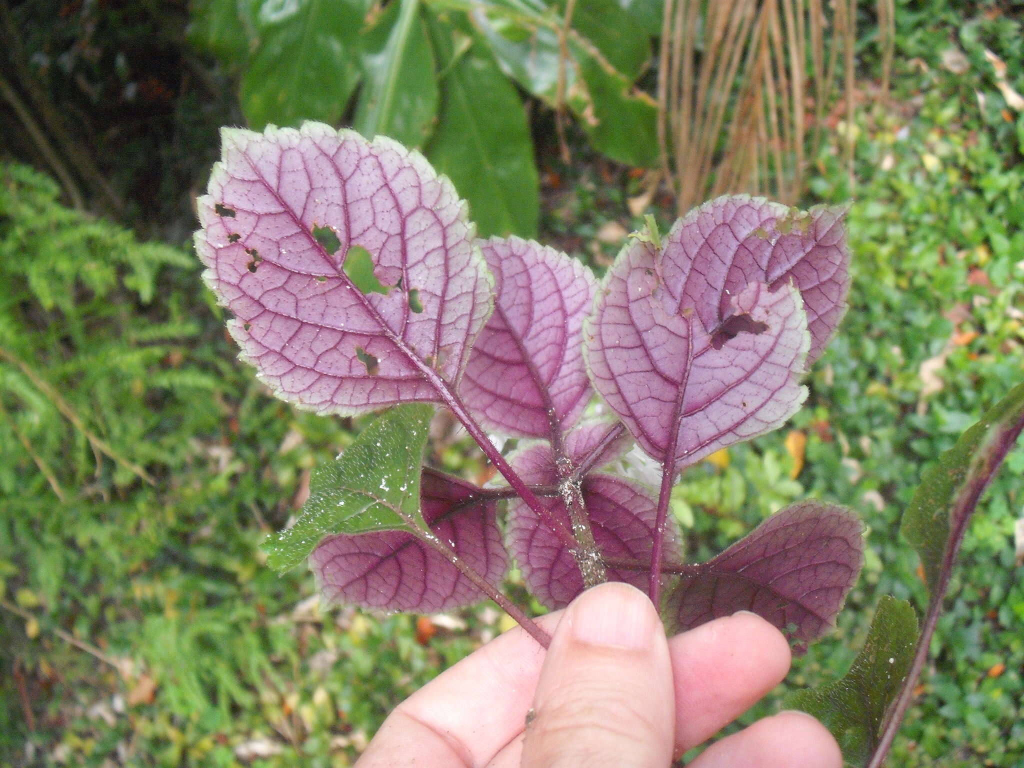 Image of speckled spur flower