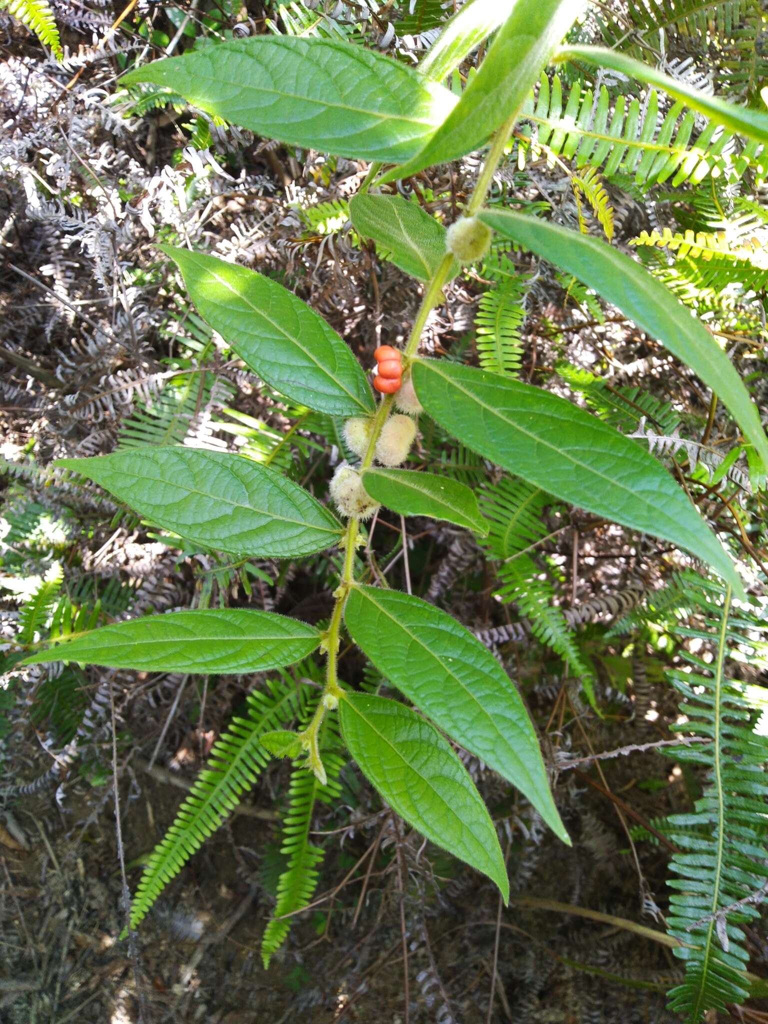 Image de Phyllanthus puberus (L.) Müll. Arg.