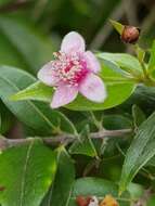 Image of silky myrtle