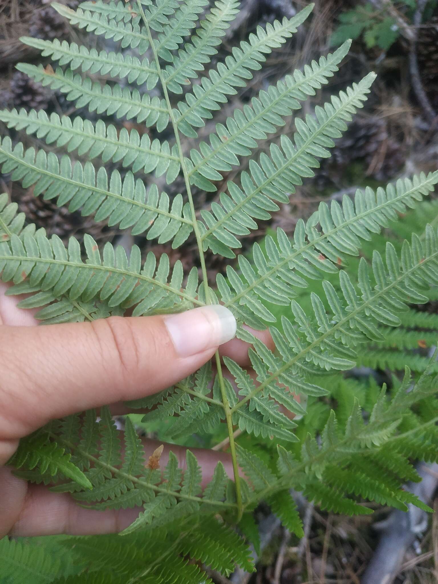 Image of Pteridium aquilinum subsp. aquilinum