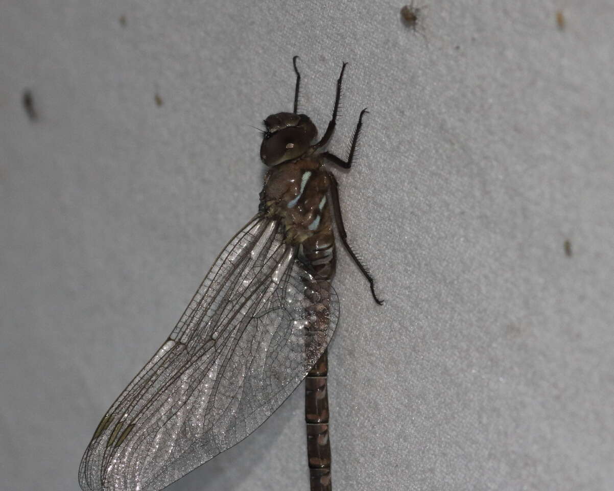 Image of Variable Darner