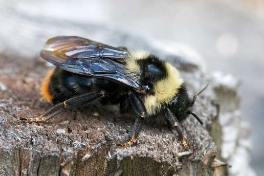 Слика од Bombus rupestris (Fabricius 1793)