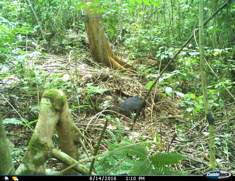 Image of Mexican Agouti