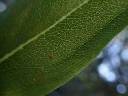 صورة Dubautia latifolia (A. Gray) Keck