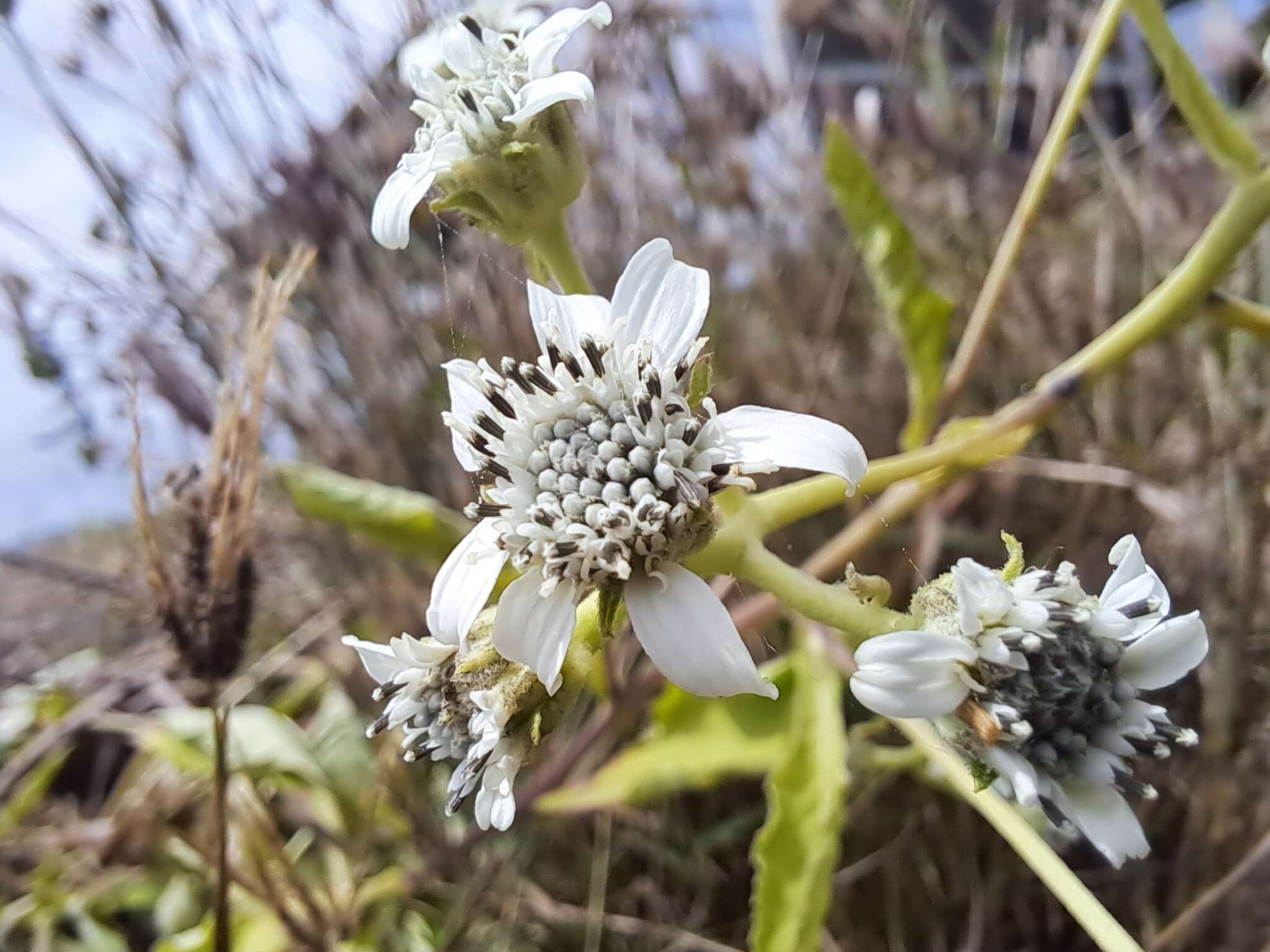 Image of Verbesina eggersii Hieron.